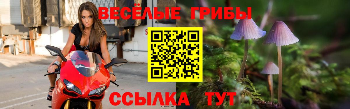 Галлюциногенные грибы Psilocybe  Вход с VPN  купить наркотик  Балашов 